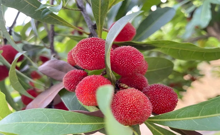 歡歌笑語，滿載而歸丨公司組織員工采摘楊梅活動