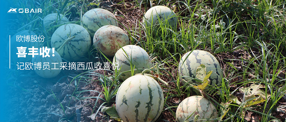 喜豐收！記歐博員工采摘西瓜收喜悅