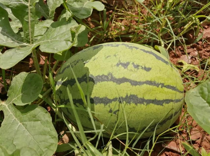 1658369590228397.jpg 4c759643c964491c93ab1c0d708a5f4b